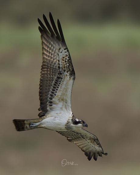 Osprey  - Visarend 