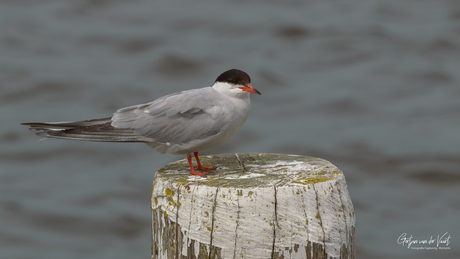 "𝑺𝒕𝒆𝒓𝒏𝒂 𝒉𝒊𝒓𝒖𝒏𝒅𝒐"