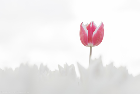 Roze Tulp