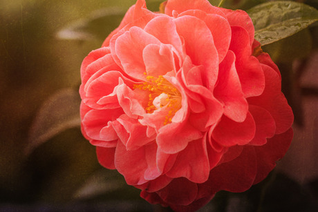 Camelia