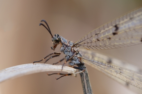 Blik van de mierenleeuw 