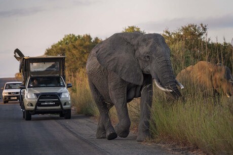 Elephants