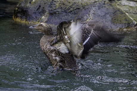 Europese eider eend in actie