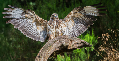 Buizerd