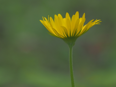 Hartbladzonnebloem