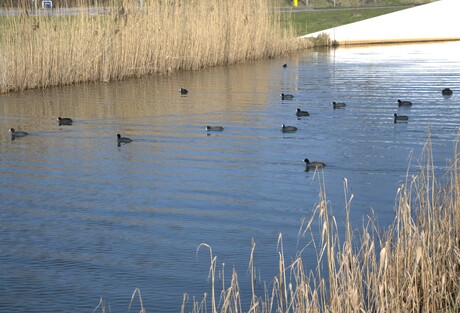 Familie meerkoet reünie