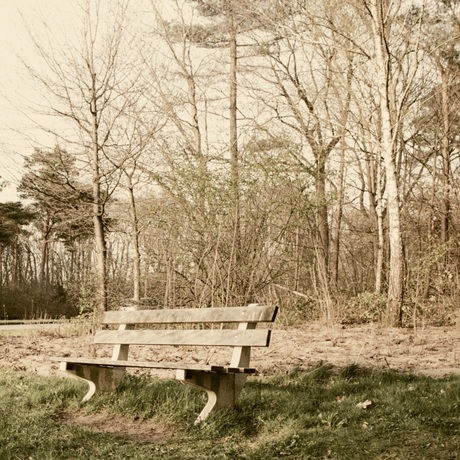 The forest bench 