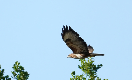 Buizerd
