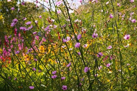 Mixed Planting