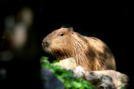 Capibara