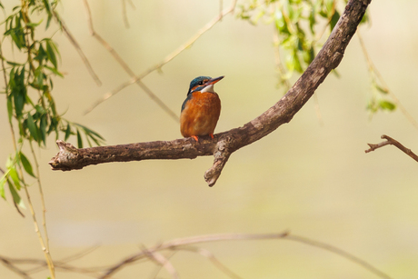 ijsvogel