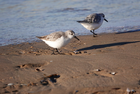 Drieteenstrandlopers