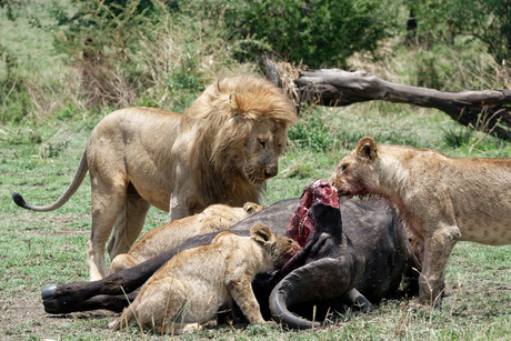 Leeuwendiner in Serengeti National Park