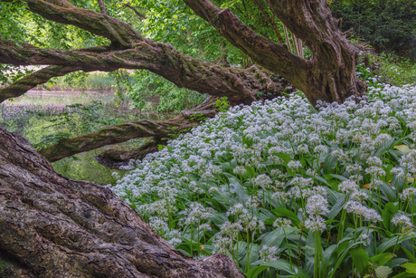 Dasloook bij de oude bomen