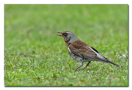 Kramsvogel