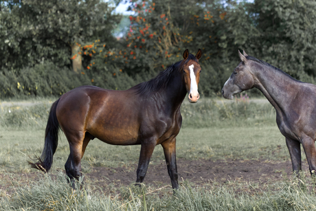 Paarden