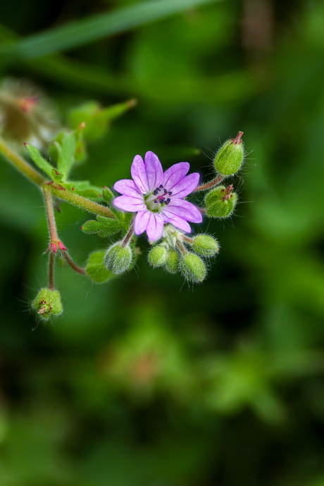 MACRO FOCUS STACK