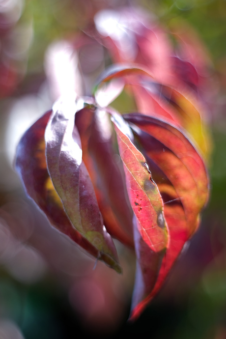 Autumn colours