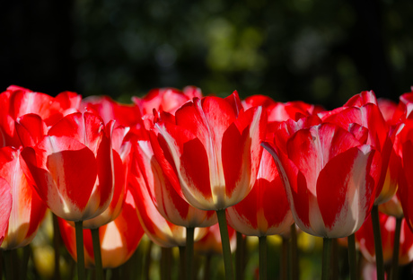 Rode tulpen met het zonlicht er doorheen