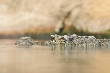 Krokodil