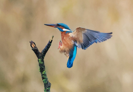 Ijsvogel