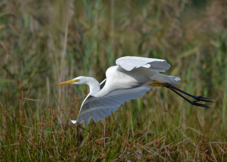 Grote Zilverreiger