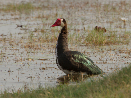 Spirwinged Goose Botswana