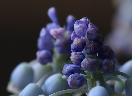 Blauwe druif