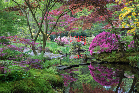 Japanse tuin Den haag.