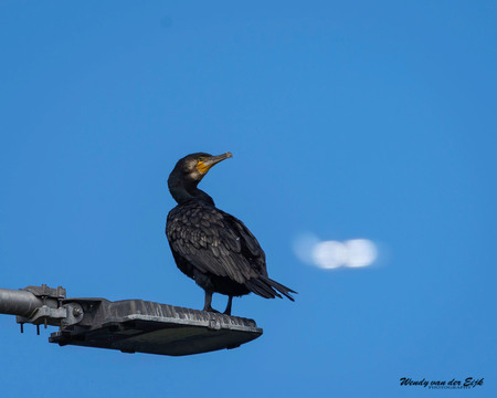Aalscholver op lantaarnpaal - In de Zuidpolder van Delfgauw zijn veel aalscholvers te zien. Het is een prachtig gebied voor vogelliefhebbers. - foto door FotoWendy op 08-09-2020 - deze foto bevat: lucht, natuur, aalscholver, licht, dieren, vogel, zomer, nederland