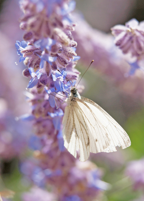 Foto van Genevese vlinder! Een mooie witte.