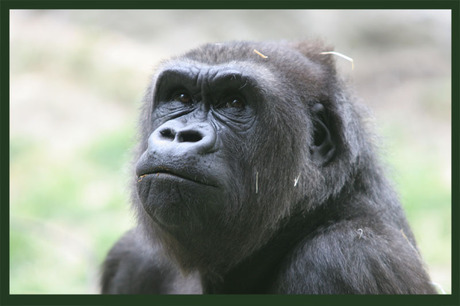 Gorilla