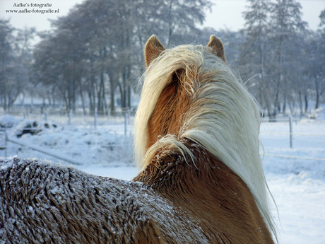 Wintertijd voor een paard...