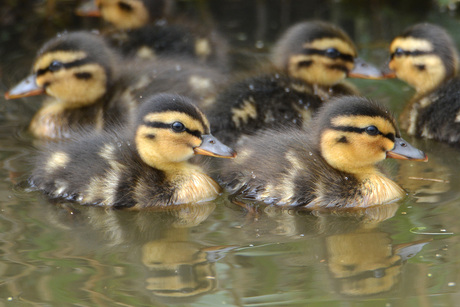 duck family