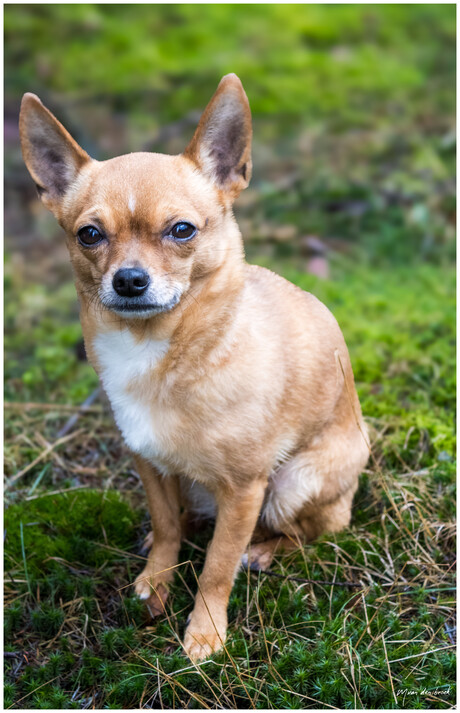 Onze chihuahua LOLA
