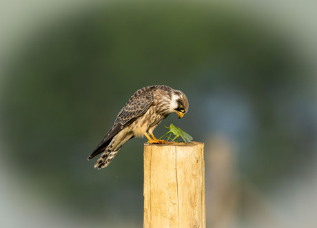 Roodpootvalk met een gevangen Sprinkhaantje