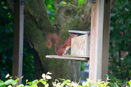 Eekhoorn voederhuisje