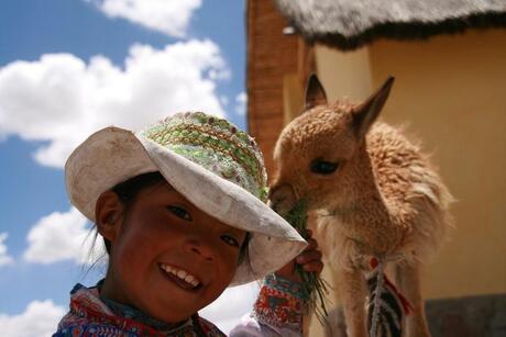 Peruaans meisje met Alpaca