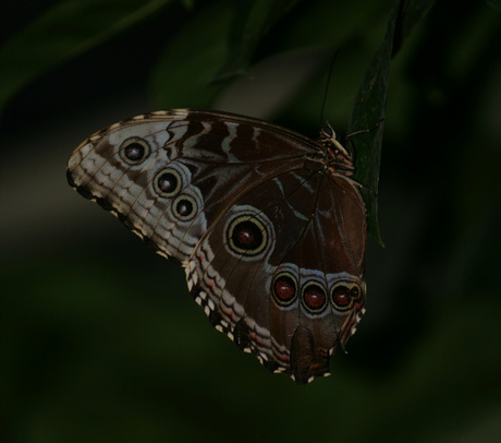 Vlinder