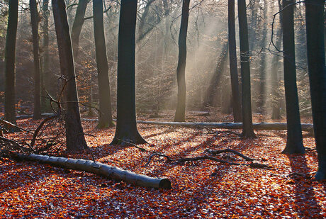 Zonlicht in bos