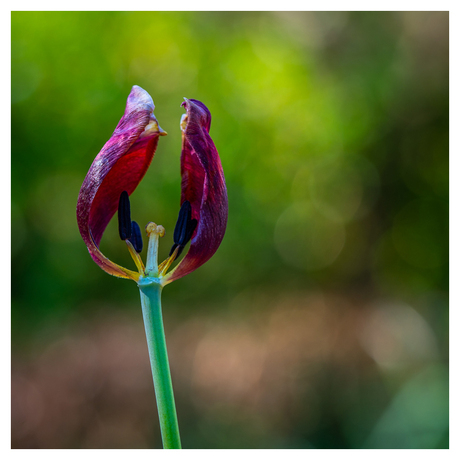 Tulp (uit gebloeid)