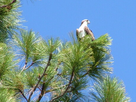 jonge eagle