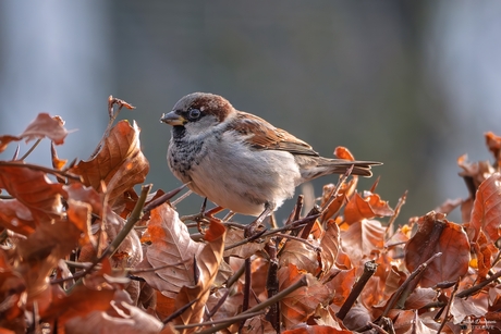 Een mus op een bruin verdorde heg.