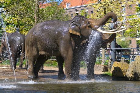 olifant