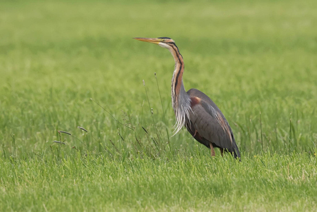 Purperreiger 