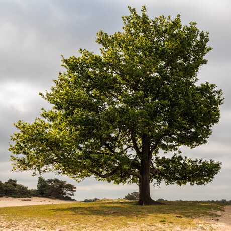 De wachter van het zand – eeuwen in het licht
