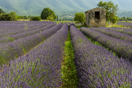 lavendel 