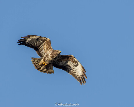 Buizerd 