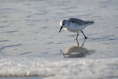 Strandlopertje