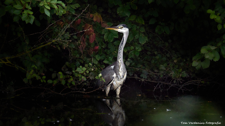 Blauwe reiger